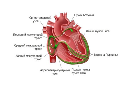Как обследуют проводящую систему сердца